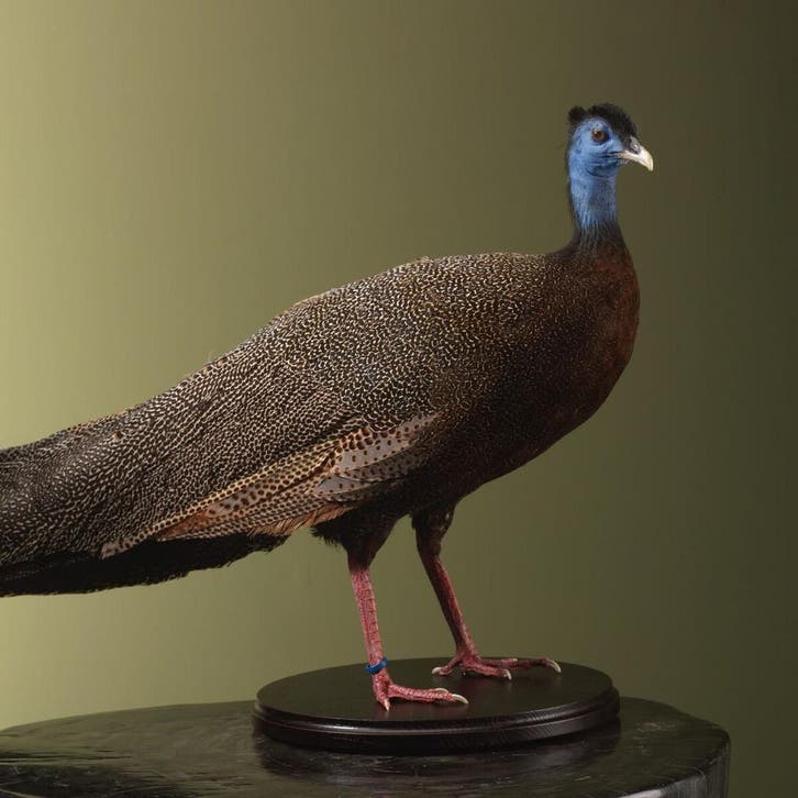 Argusfazant M Taxidermie Opgezette Dieren By Max, Verzamelen, Dierenverzamelingen, Opgezet dier, Nieuw, Vogel, Ophalen of Verzenden