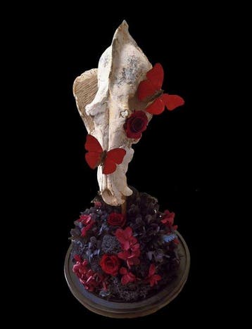 Animal fossilisé - An Fossil Skull of Canis longdanensis,