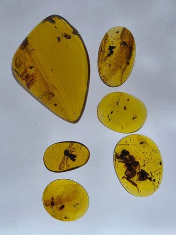Ambre de Birmanie - Ambre - Lot of 6 Burmese Amber (Burmite)