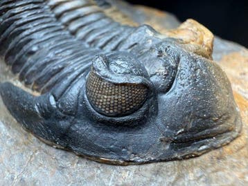 Trilobite - Carapace fossilisée - Metacanthina