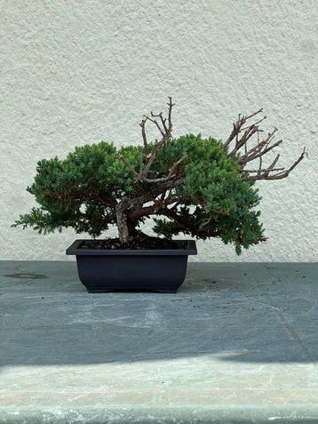 Jeneverbes bonsai (Juniperus) - Hoogte (boom): 24 cm -