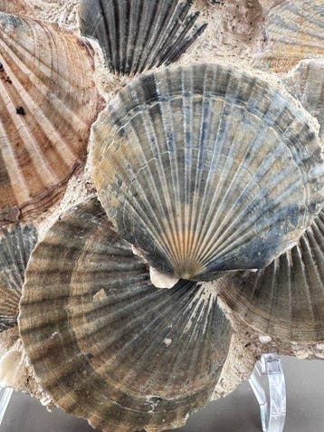 Pecten - Fossiel fragment - 37 cm - 25 cm