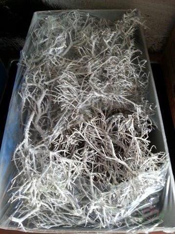 Iron Bush frosted ca. 750 g, Nieuw
