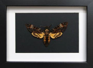 Papillon de nuit Support de corps entier pour taxidermie -, Antiquités & Art