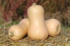 Metro F1 Butternut flespompoen basiseenheid zaden, Nieuw
