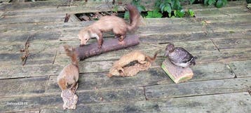 Marter Taxidermie volledige montage - Martes Foina - 0 cm -, Nieuw