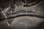 Fossiel - Fossiele matrix - Mixosaurus - 45.8 cm - 27 cm