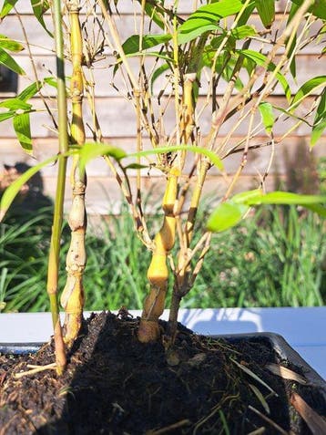 Boeddhas buik bamboe (Bambusa ventricosa) bonsai - Hoogte