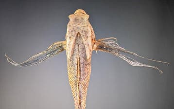 Oosterse vliegende gurnard Taxidermie volledige montage -, Nieuw