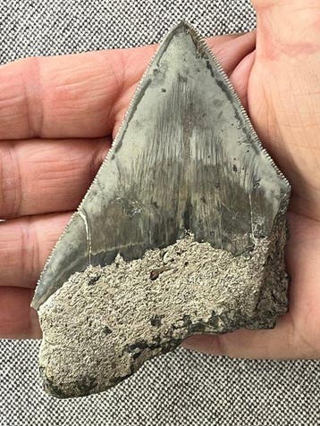 Megalodon tand 10,1 cm - Fossiele tand - Carcharocles, Collections