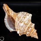 Exotisch schelpenset – natuurlijke oceaanschatten met