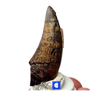 Grote tyrannosauriër tand - Nanotyrannus sp - Laat-Krijt -