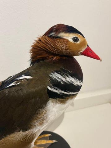 Mandarijneend Taxidermie volledige montage - Aix, Collections