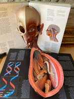 Jonathan Miller, David Pelham - The Human Body & The Facts