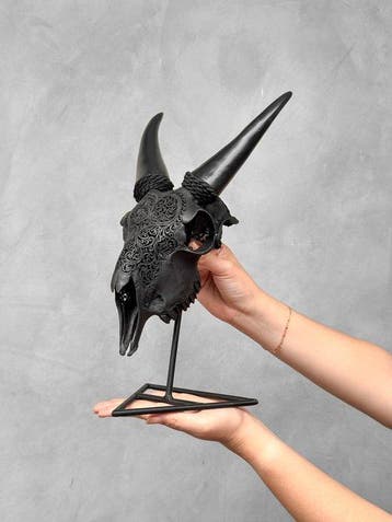 PAS DE PRIX DE RÉSERVE - Crâne de chèvre noir authentique, Antiek en Kunst