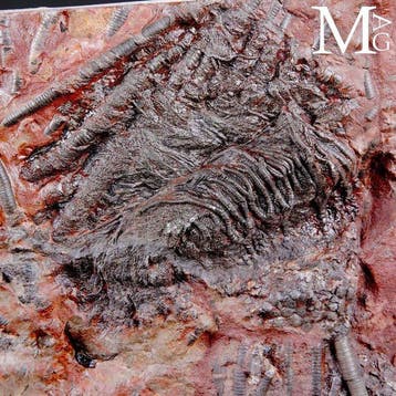 Spécimen de fossile de crinoïde sur dalle - Scyphocrinites