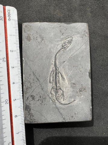 Reptile marin - Animal fossilisé - Fossile de Keichousaurus