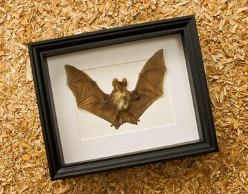 Vleermuis Taxidermie volledige montage - Rhinolophus, Nieuw