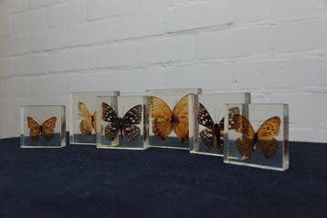 Butterfly in resin Taxidermie wandmontage - various