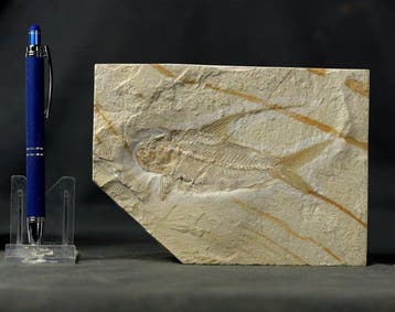 De beste vis met lange rugvin - Een grote. - Gefossiliseerd