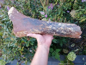 Wolharige mammoet - Fossiel bot - Mammuthus primigenius, Verzamelen, Mineralen en Fossielen