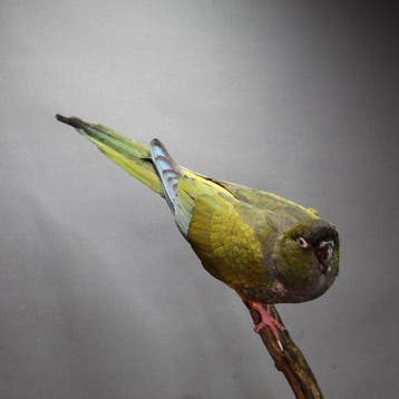 Perruche des rochers Support de corps entier pour taxidermie