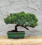 Jeneverbes bonsai (Juniperus) - Hoogte (boom): 17 cm -