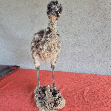 Emoe Taxidermie wandmontage - Dromaius novaehollandiae -, Nieuw