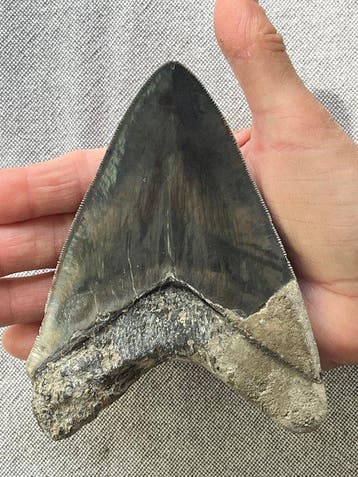 Groot Megalodon-tand van 13,6 cm - Fossiele tand -