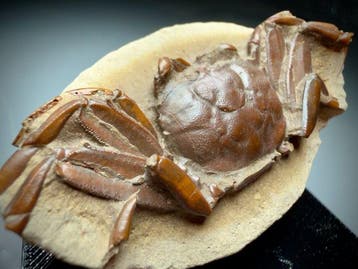 Museumkwaliteit Volledige Stekelkrab - Fossiel rugschild