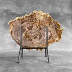 Magnifique tranche de bois pétrifié sur un socle