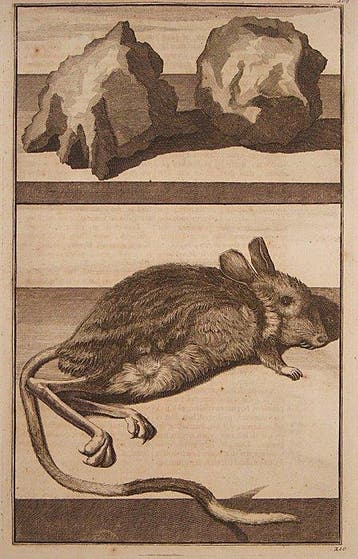 Cornelis de Bruyn (1652–1728) - Jerboa & Bezoar Stones