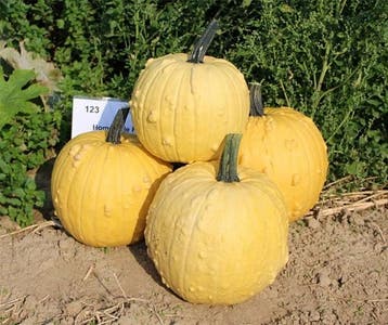 Homestyle F1 PMT Halloweenpompoen kleinverpakking zaden, Nieuw