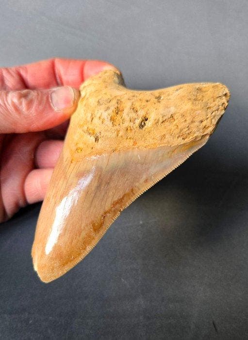 Megalodon - Fossiele tand - 124 mm - 89 mm, Verzamelen, Mineralen en Fossielen