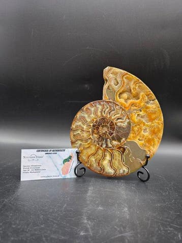 XL Ammonite - Fossiele helft - Aioloceras (Cleoniceras) sp., Verzamelen, Mineralen en Fossielen