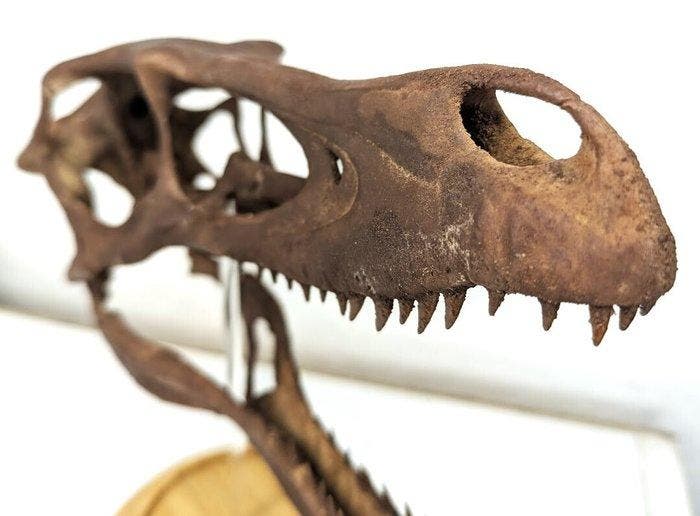 Dinosaurus - Fossiele schedel - Velociraptor mongoliensis -, Collections, Minéraux & Fossiles