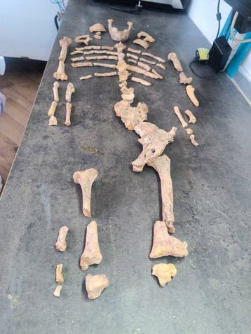 REPLIKA - Gereconstrueerd skelet - Australopithecus