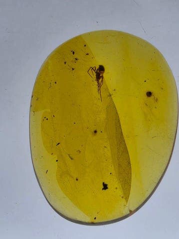 Birmese barnsteen - Barnsteen - Burmese amber with spider,