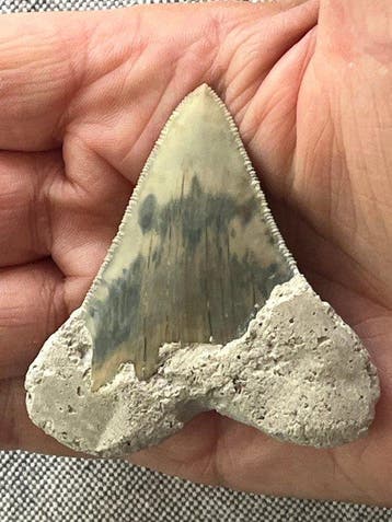 Megalodon-tand 6,5 cm - Fossiele tand - Carcharocles, Collections