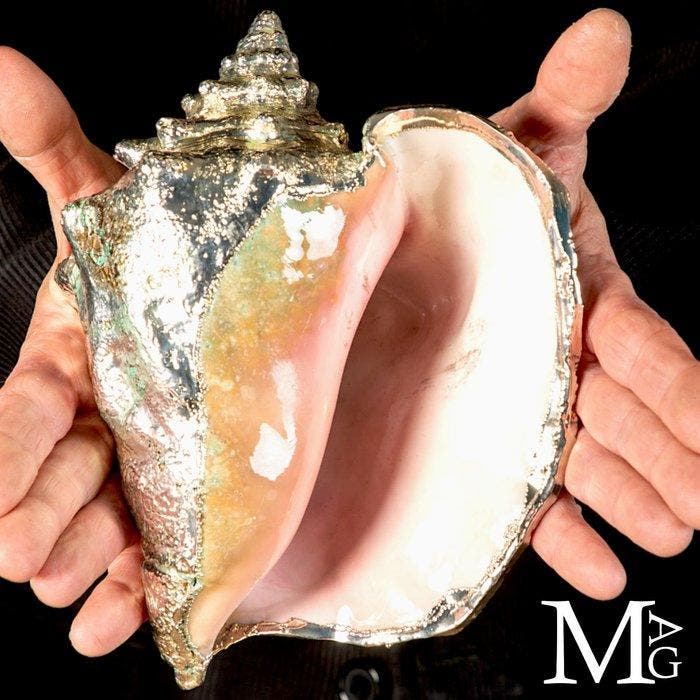 Coquille marine plaquée argent exclusive - Strombus Gigas -, Verzamelen, Dierenverzamelingen