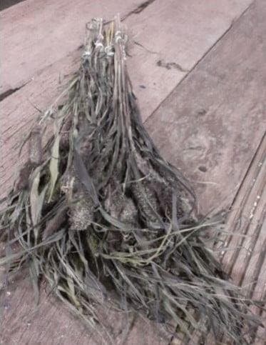 Setaria Trosgierst Siergras Jewel Rood, Maison & Meubles, Accessoires pour la Maison | Plantes & Fleurs artificielles