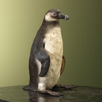 Magelhaenpinguïn Taxidermie Opgezette Dieren By Max, Ophalen of Verzenden, Opgezet dier