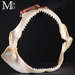 Bullenhaai-kaak – Kaak - Carcharhinus Leucas - 474 mm - 140