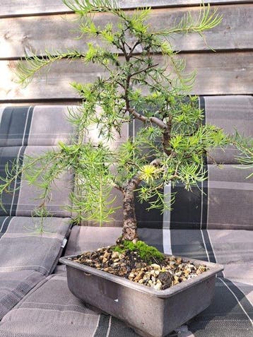 Bonsaï Mélèze (Larix) - Hauteur (arbre) : 33 cm - Profondeur