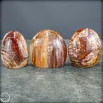 Prachtige set van versteend hout – Vrije vormen- 1458.85 g -