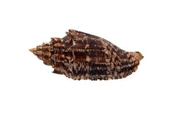 Voluta hebraea | Volute hébraïque / Escargot de mer - Pièce