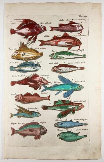 Matthäus Merian (b.1593) Hand coloured folio - Fish: Dory,