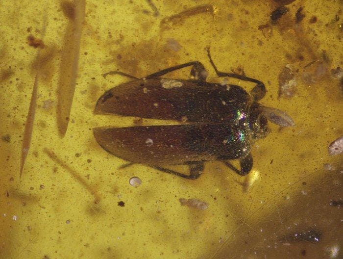 Birmese barnsteen - Barnsteen - Burmese Amber with, Collections, Minéraux & Fossiles