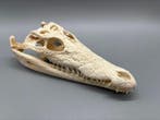 Nijlkrokodil Schedel van een reptiel - Crocodylus niloticus, Nieuw