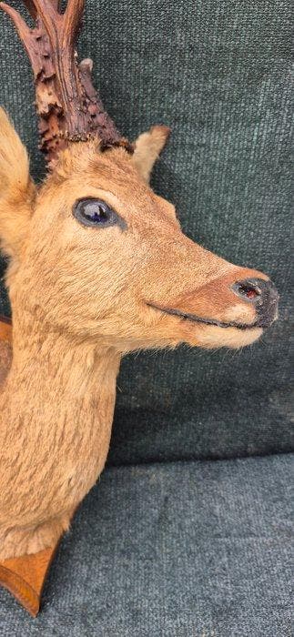 Reebok Taxidermie wandmontage - Capreolus capreolus - très, Nieuw